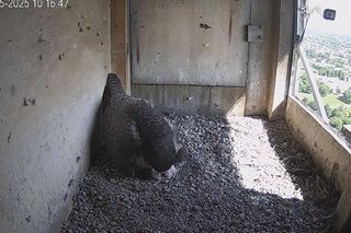 W gnieździe sokołów jest pierwszy potomek