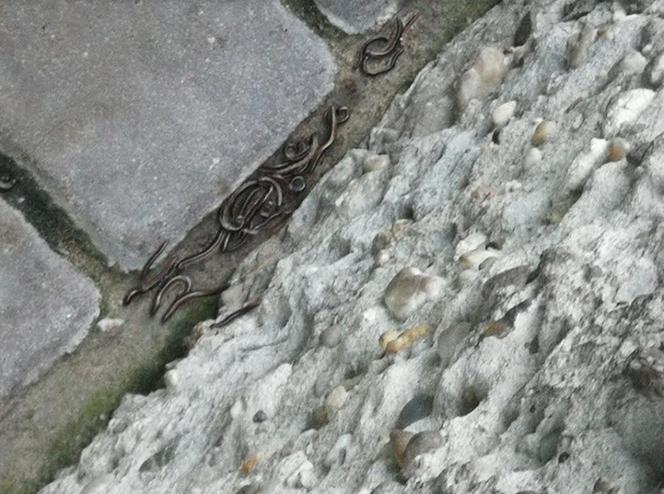 Krocionogi nie dają żyć mieszkańcom Strzemieszyc
