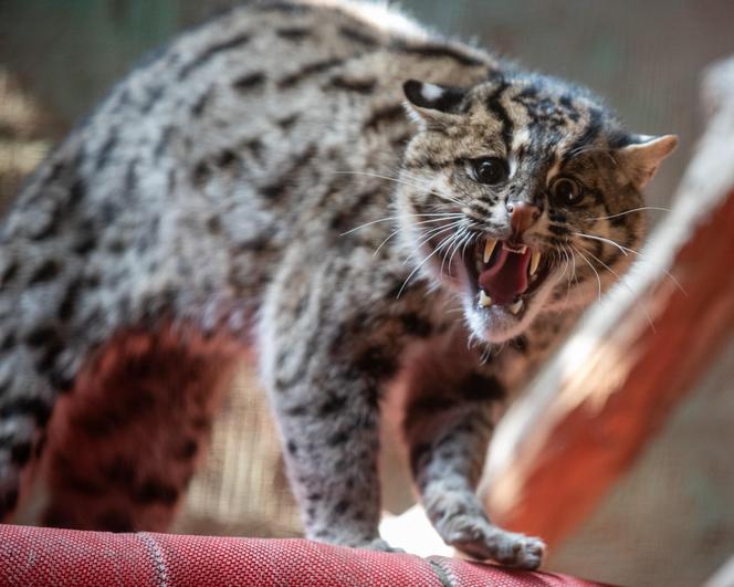 W Orientarium ZOO Łódź zamieszkały taraje