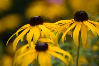 Rudbekia błyskotliwa