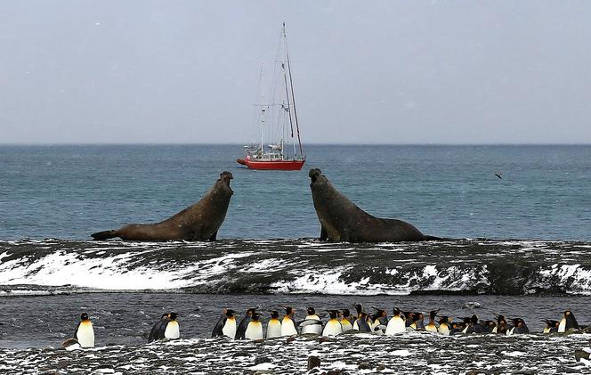 Pingwiny królewskie i słonie morkie na St. Andrews Bay