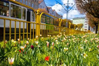 Kwietna łąka na ul. Dubois