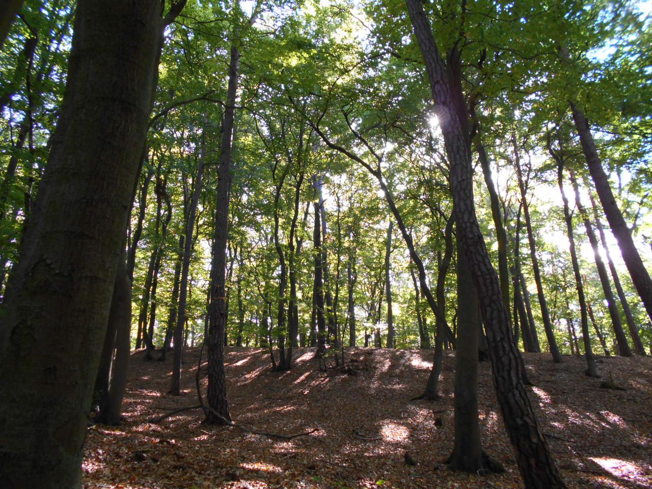 Zagrożenie pożarowe w lasach
