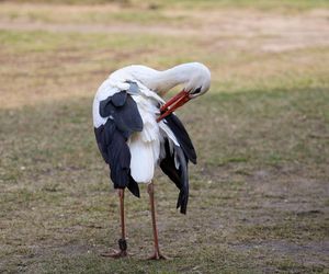 Deszcz uszkodził dom bocianiej rodziny w Krutyni