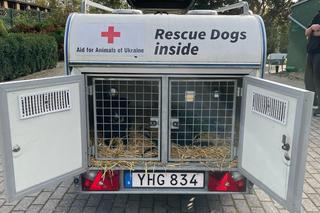 Poznańskie schronisko pomogło ukraińskim psom