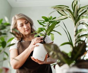 Stoi na parapecie i ściąga pecha na domowników. Przez tę roślinę konflikty nie mają końca. Rośliny przyciągające pecha