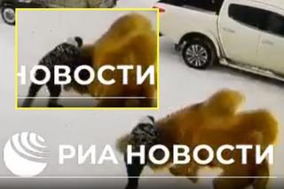 51-latek uderzył wielbłąda na Syberii. Zginął stratowany i pogryziony [WIDEO]
