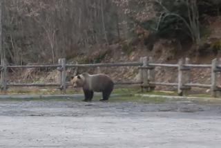 Wow! Niedźwiedzie w Bieszczadach podchodzą blisko ludzi. Te filmiki robią furorę w sieci! [WIDEO]