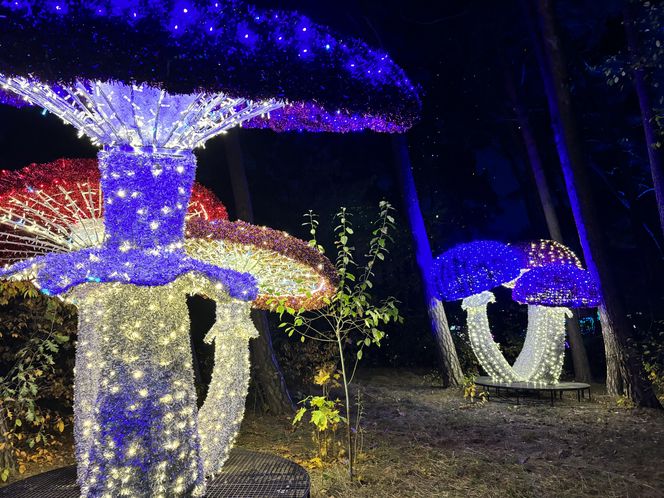 Otwarcie Lumina Parku w Poznaniu. Tegoroczne świecące miasteczko robi fenomenalne wrażenie!