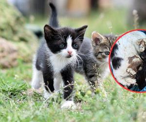 Makabryczne odkrycie w Wielkopolsce. Znaleziono czterdzieści kotów w jednym domu! Część z nich nie żyła