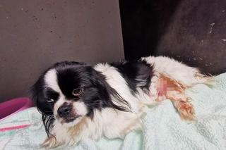 Pekinek umierał na poboczu, w brzuchu miał śrubę. Potrzebna jest pomoc