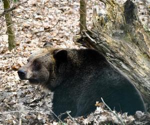 Niedźwiedzie w poznańskim ZOO wybudziły się z zimowego snu