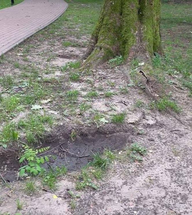 Urządzili sobie tor przeszkód w zabytkowym parku