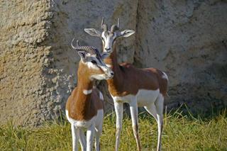 Afrykańskie gazele zobaczysz tylko w Zamościu. To duży sukces zoo