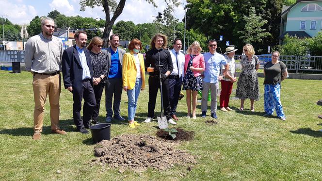 W Tarnowie zasadzono drzewko wychodowane in vitro! ZOBACZ ZDJĘCIA!