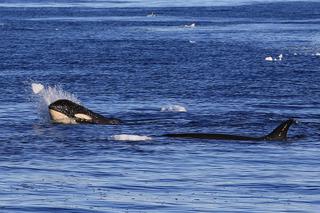 Orki 2 - Backdoor Bay, Wyspa Rossa fot. Michal Gawron/SelmaExpeditions.com