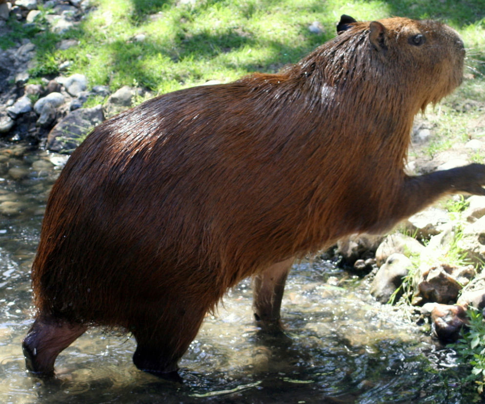 Bóbr