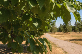 Upał w Opolu dopiero się rozkręca. Weekend zakończy się skokiem temperatury