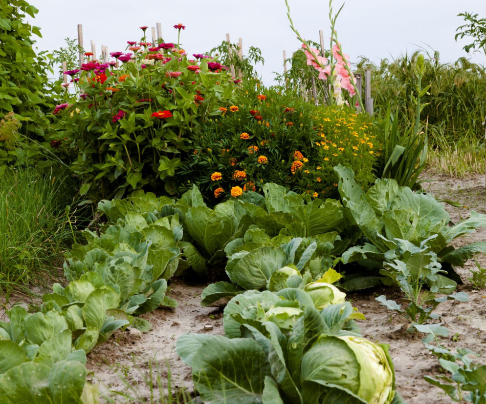 Ogród biodynamiczny