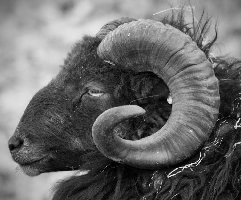 Horoskop dzienny. Wróżba na dziś dla znaków zodiaku 
