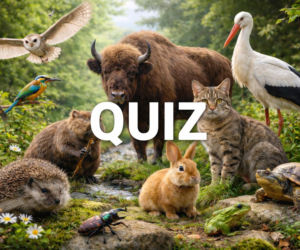 QUIZ. Sobotnia ortografia z nazwami zwierząt