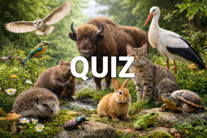 QUIZ. Sobotnia ortografia z nazwami zwierząt
