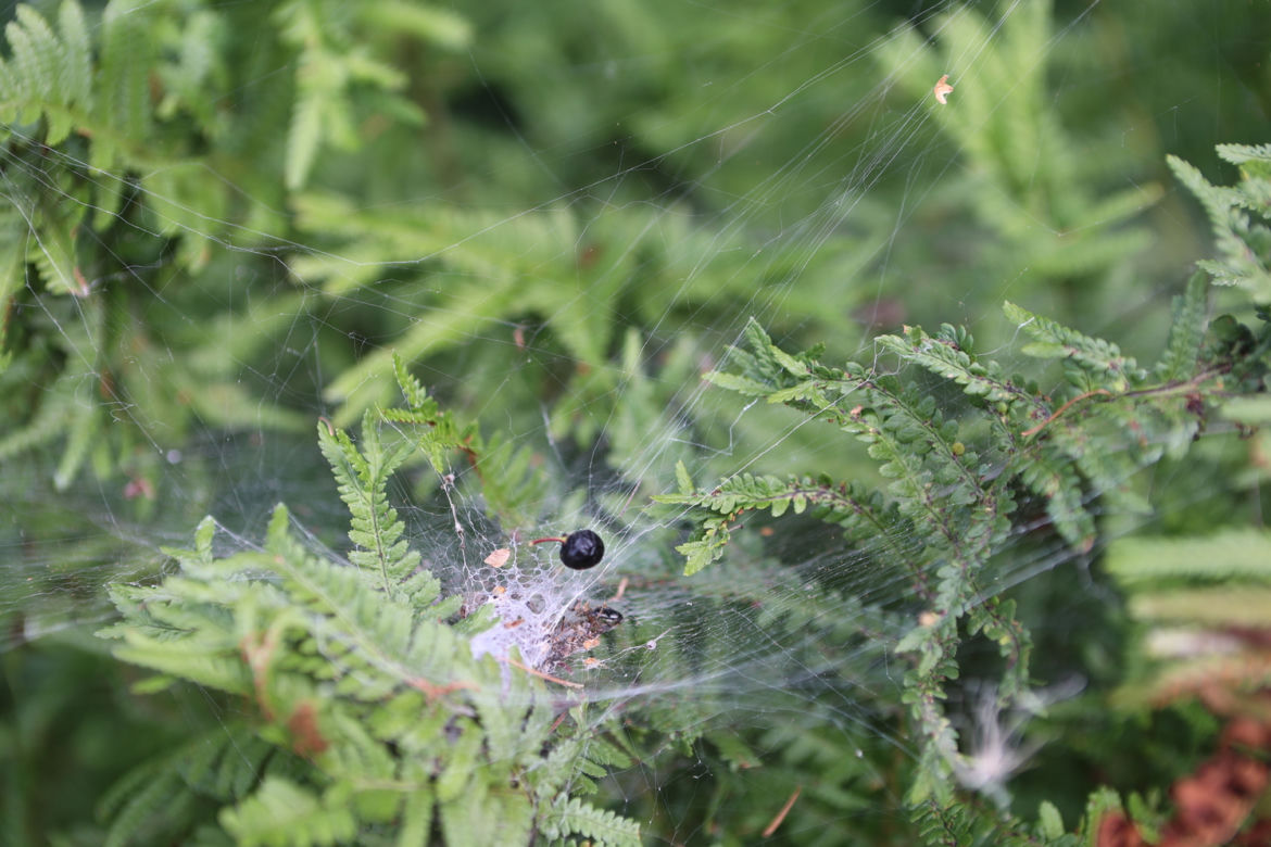 Kwitnący Ogród Botaniczny UMCS w Lublinie