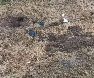 Zatłukł lekarkę, bo chciała od niego odejść? Wstrząsające ustalenia