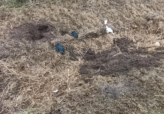 Zatłukł lekarkę, bo chciała od niego odejść? Wstrząsające ustalenia