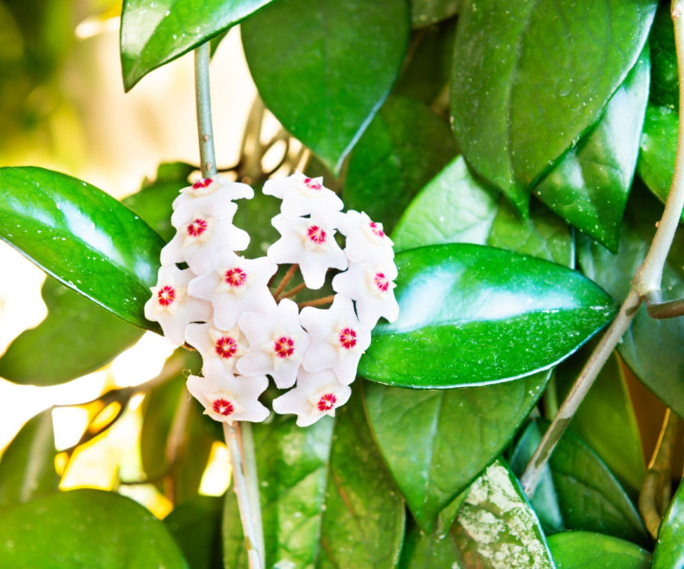 Hoja różowa: sekrety uprawy i kwitnienia tej pięknej rośliny