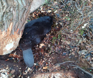 Strażacy uratowali bobra