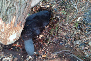 Strażacy uratowali bobra