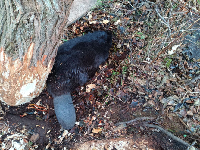 Strażacy uratowali bobra