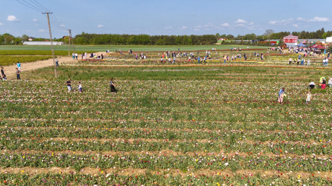 Święto Tulipanów 2025