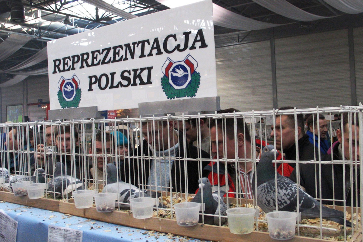 Hala zawaliła się podczas wystawy gołębi. Zginęło 65 osób, 170 zostało rannych. Mija 15 lat od potwornej tragedii w Katowicach