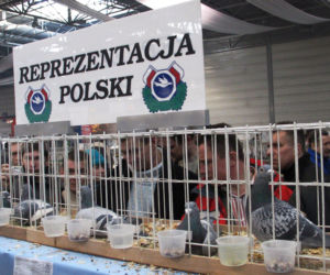 Hala zawaliła się podczas wystawy gołębi. Zginęło 65 osób, 170 zostało rannych. Mija 15 lat od potwornej tragedii w Katowicach