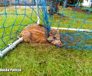 Piłkarska pasja dla małych dzików okazałą się bardzo niebezpieczna. 