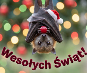 Życzenia świąteczne 2025. Klasyczne wierszyki dla tradycjonalistów. Wyjątkowe życzenia dla bliskich