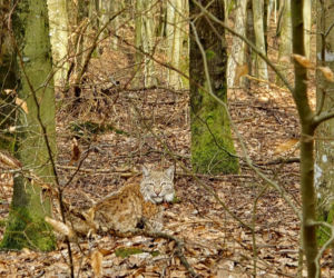 Rysie w Nadleśnictwie Susz