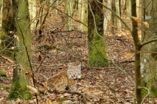 Rysie w Nadleśnictwie Susz