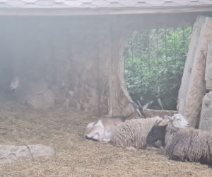 Dramat zwierząt w mini ZOO w Kałkowie