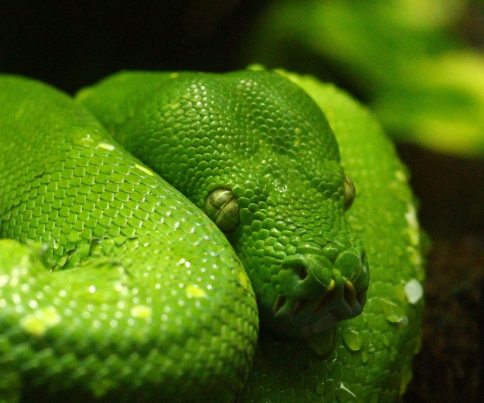 Odkryto nowy gatunek żmii. Dostała imię Salazara Slytherina! Czy występuje w Polsce?