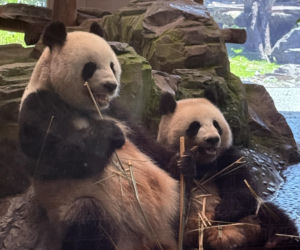Pandy ZOO Berlin