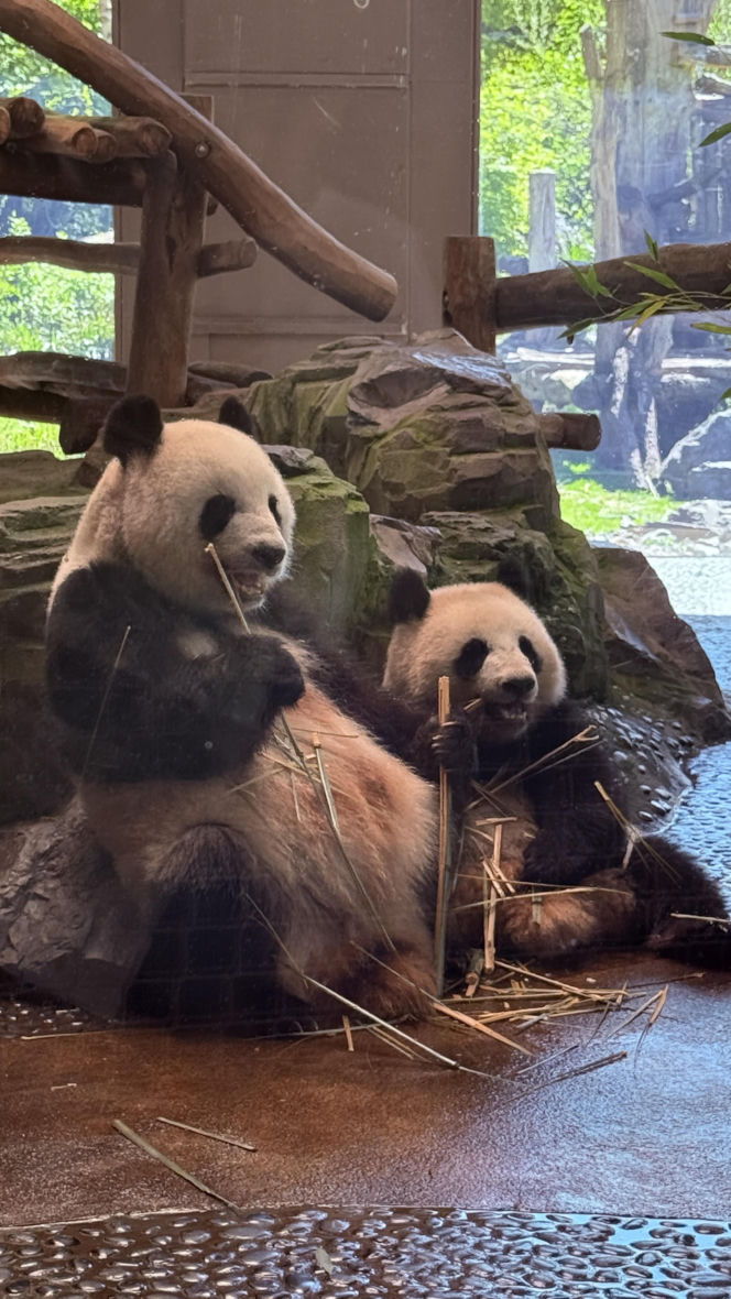 Pandy ZOO Berlin