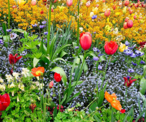 Jakie rośliny kwitną w maju? Odkryj wiosenną feerię kolorów!