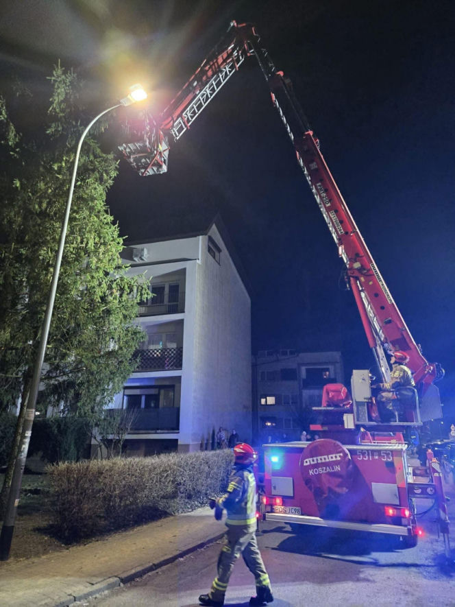 Kot utknął wysoko na drzewie. Spektakularna akcja służb w Ostrowie!