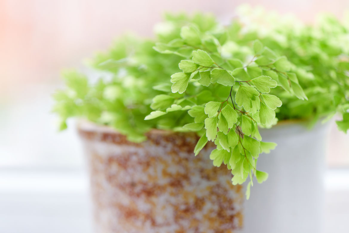 5. Adiantum właściwe (Adiantum capillus-veneris)