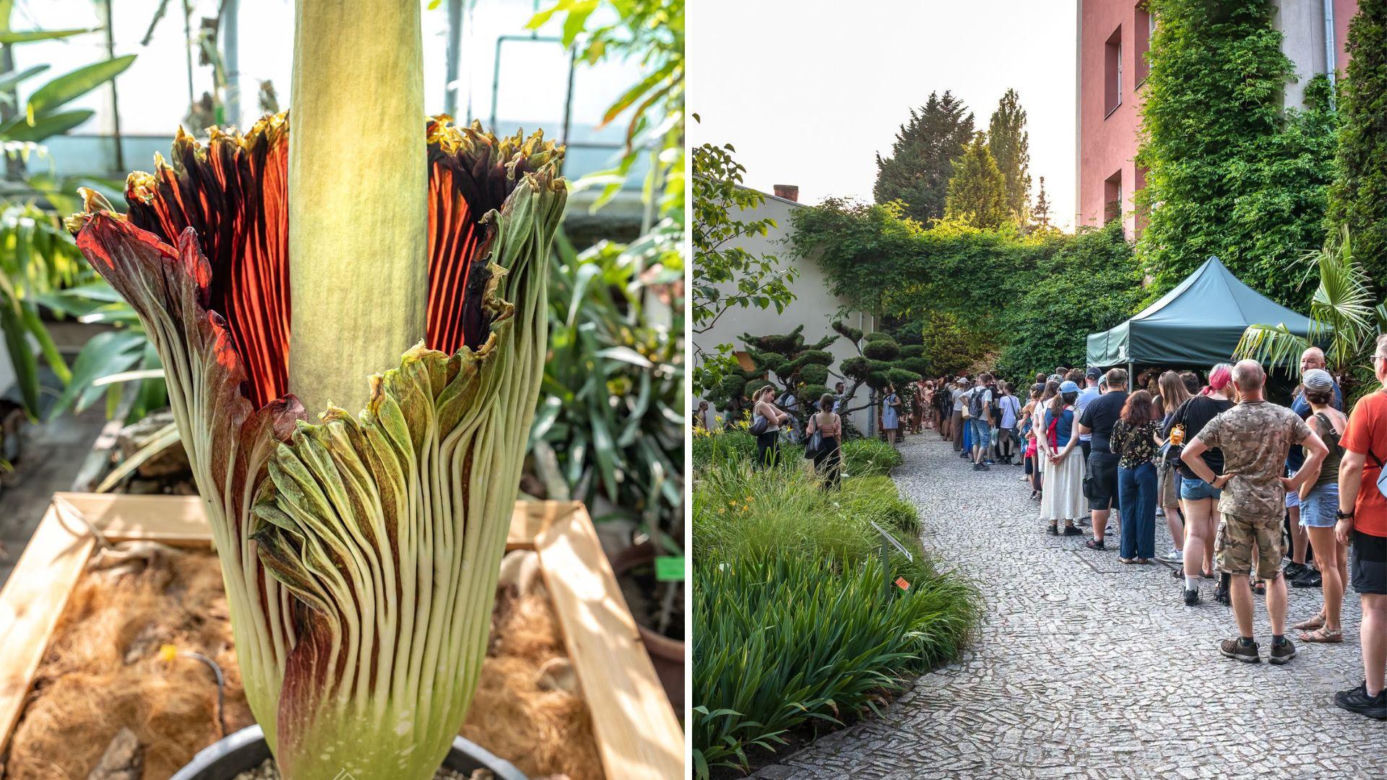 Dziwidło olbrzymie w końcu zakwitło we Wrocławiu! Nocny szturm na Ogród Botaniczny
