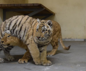 Poznańskie ZOO ratuje dzikie zwierzęta z Ukrainy