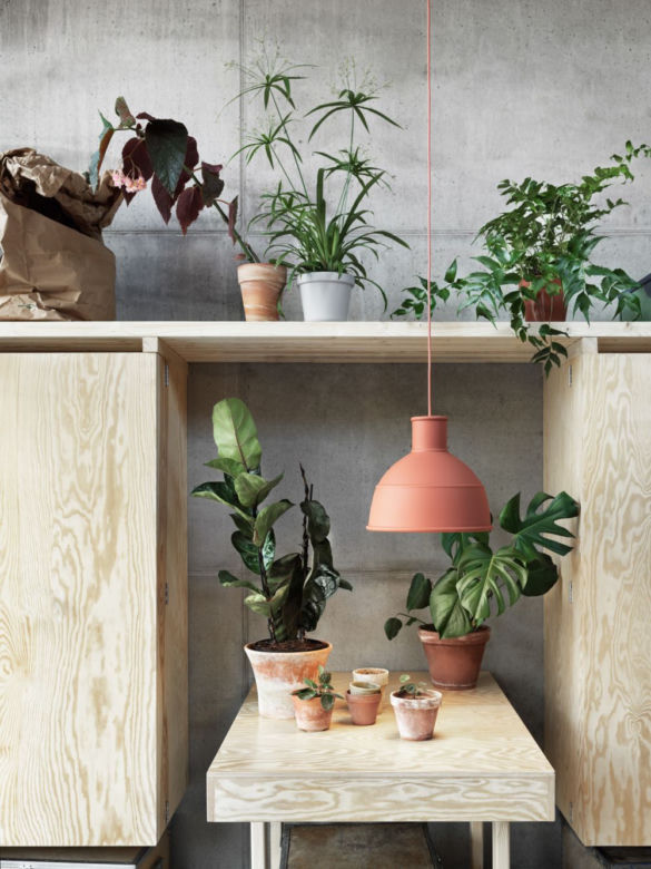 Monstera we wnętrzach